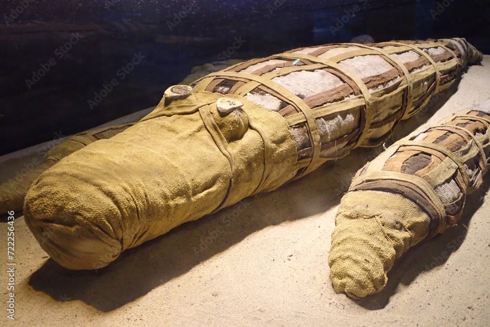 Musée du crocodile